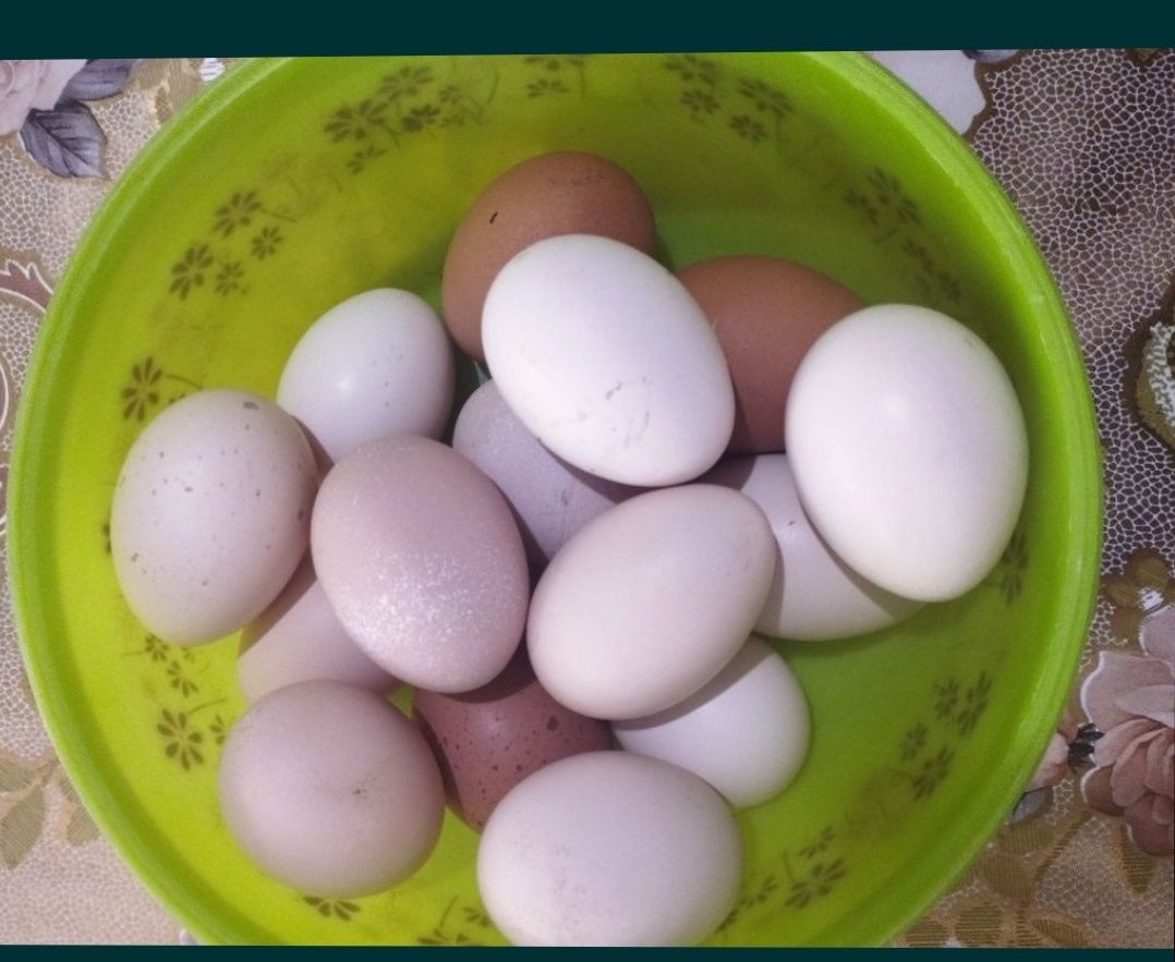 Продаются  домашние яйца
