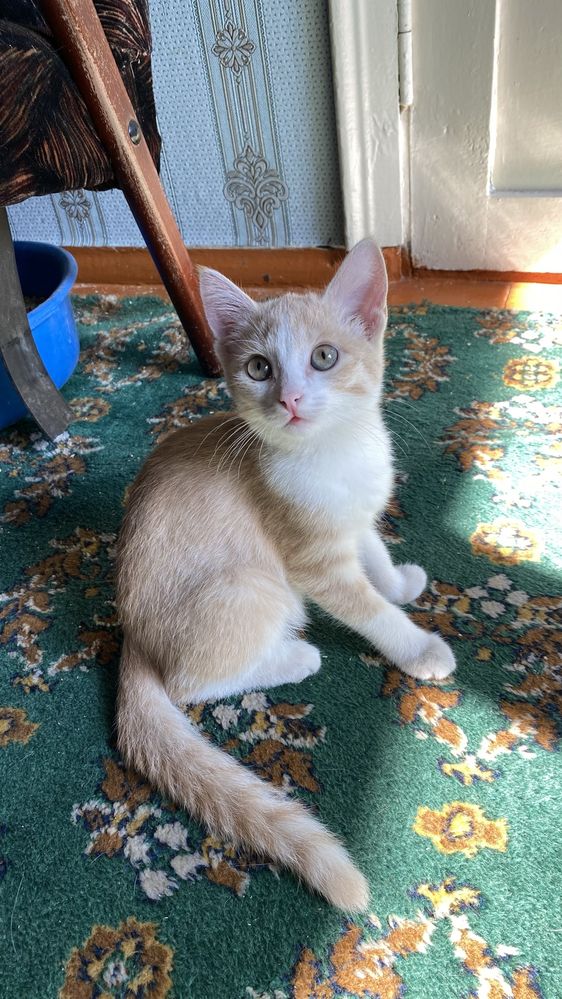 Отдам рыжего котенка девочку