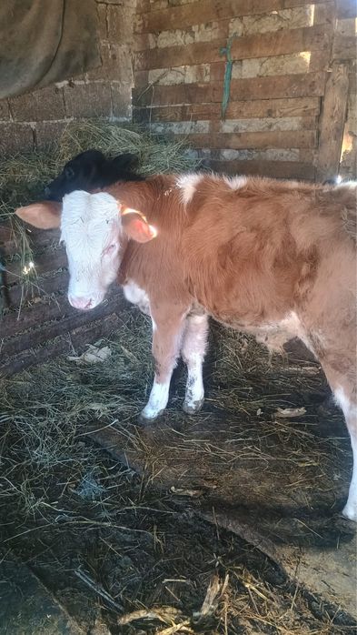 Vand tauras de baltata romaneasca si vitea angus