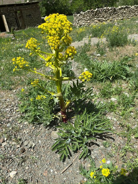 Каврак уруглар сотилади