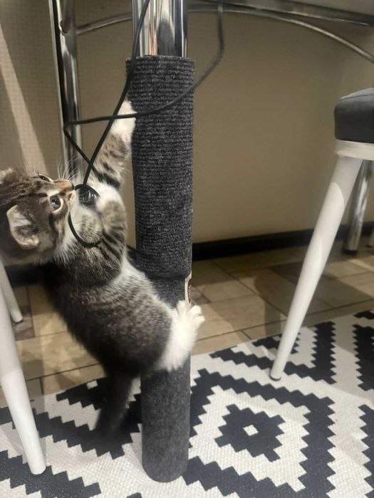 Милый котенок 1,5 мес