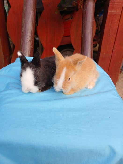 Iepurași Cap de leu cu ochii albaștri