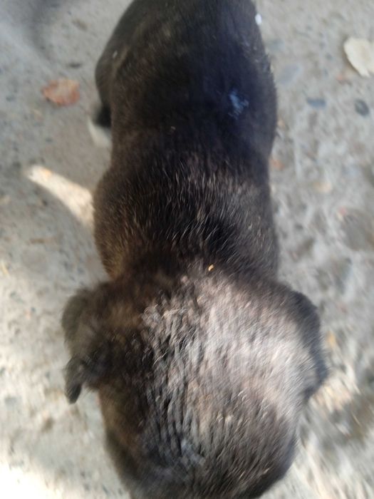 Продам щенков мелкой породы ротвейлер.