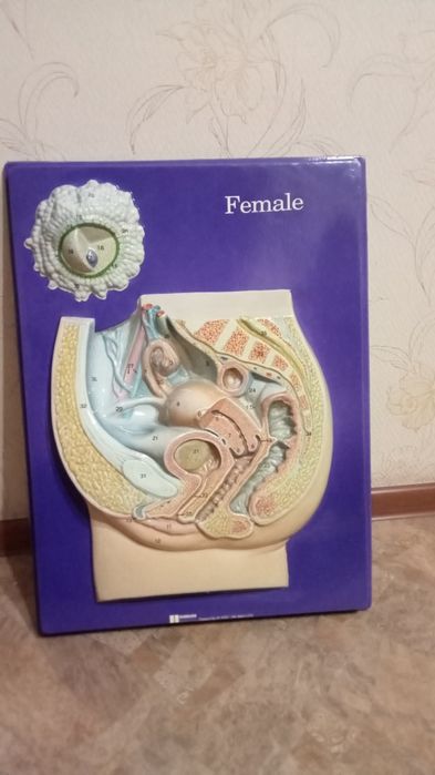 Трудовые книжки СССР, набор гирь СССР, МАКЕТ по гинекологии  США