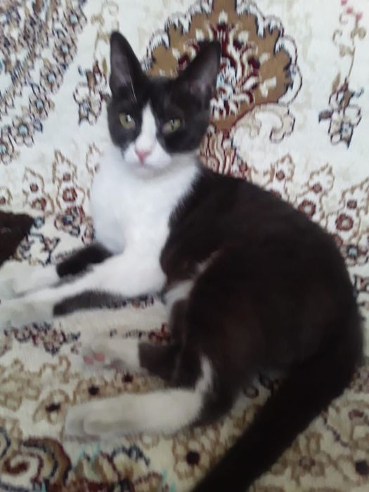 Отдам в хорошии руки