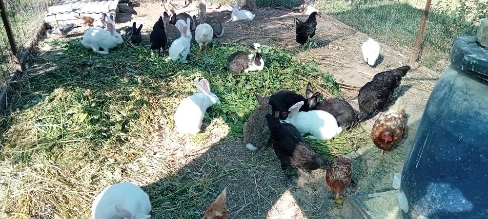 Vând iepuri 100 ron bucata