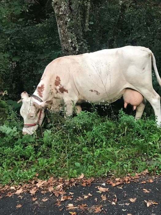 Vând vacă de 8 ani