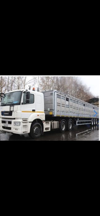 Услуги скотовоза, перевозка КРС, МРС, Лошадей, доставка животных, быки