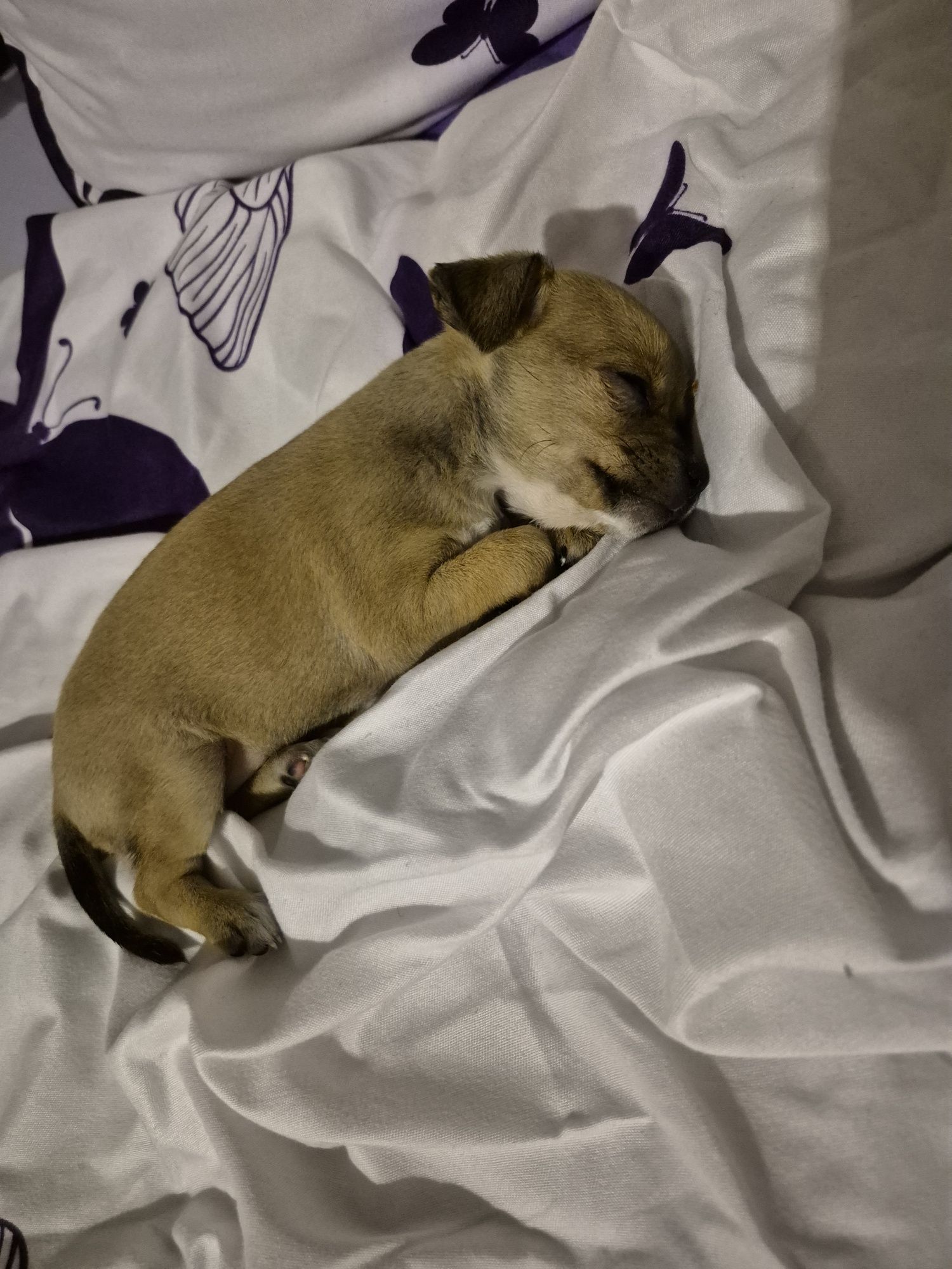 чихуа хуа  2месеца