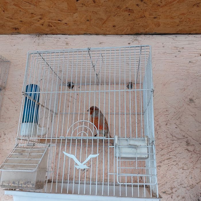 Прадётся канарейка самец