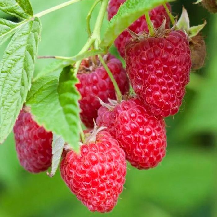 Arbusti fructiferi  smeur rosu (7 soiuri)