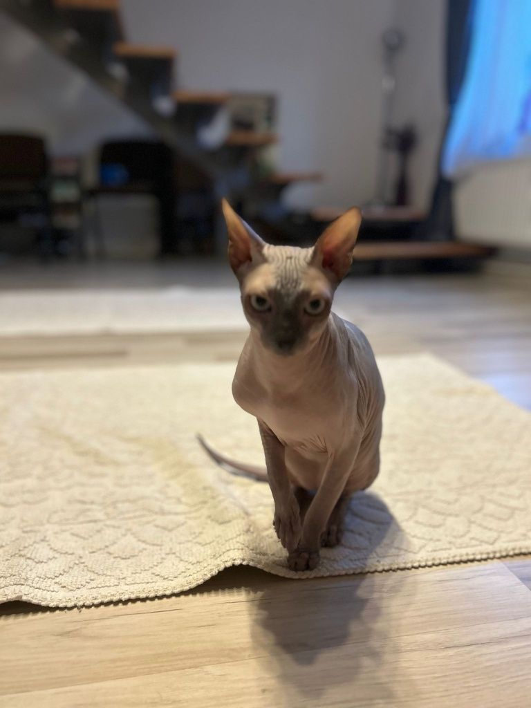 Pet Sitter/Cazare animale(căței, pisici, etc.)/Vizite câini/