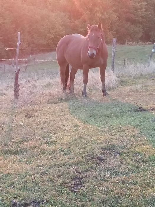 Mînză de 2 ani de vînzare