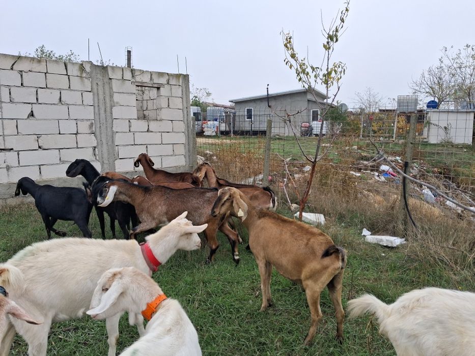 Vand capre Anglonubiene