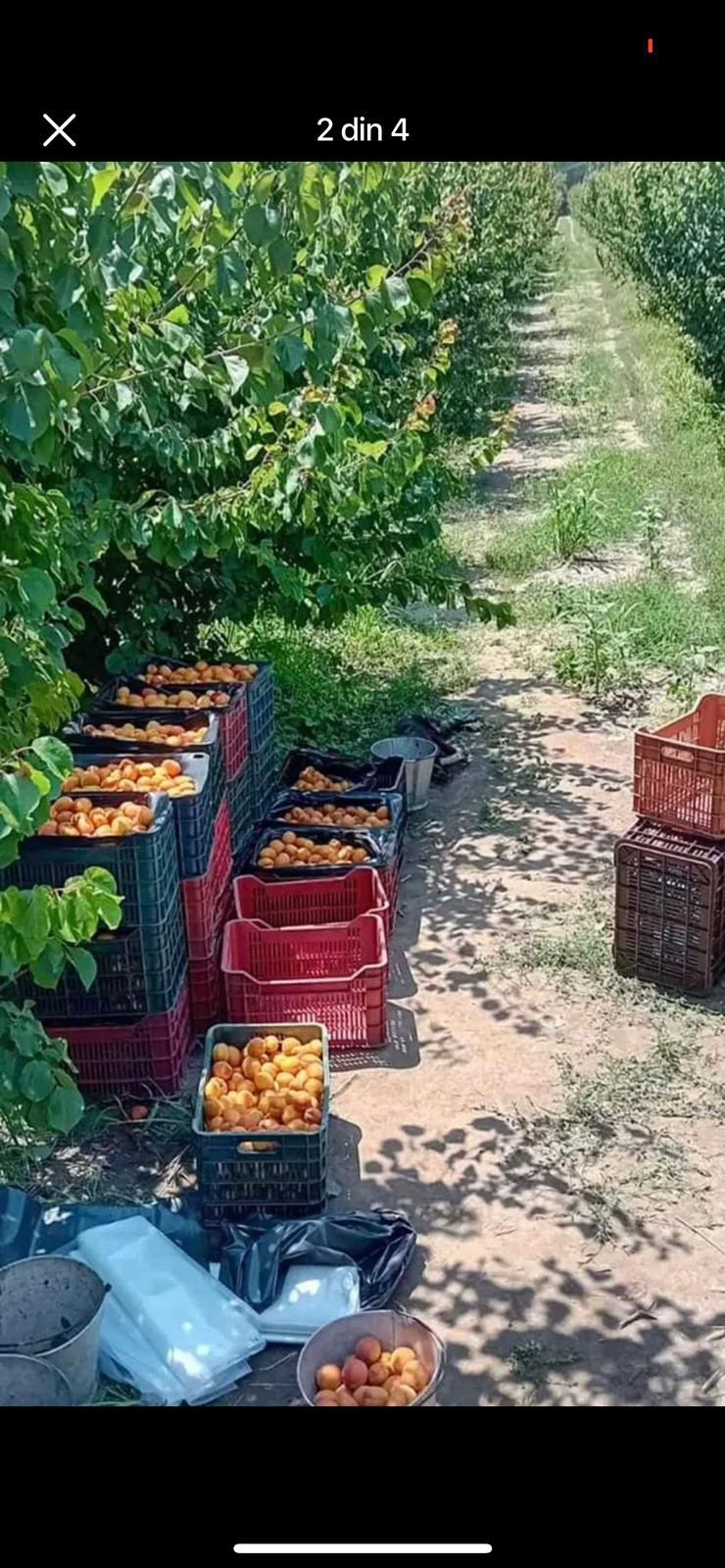 Vând caise românești
