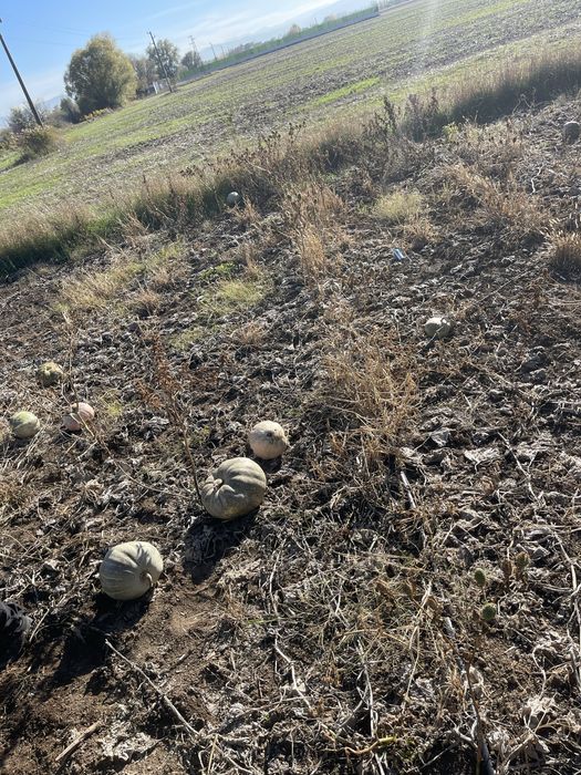 Тиква храна за животни-рогат добитък