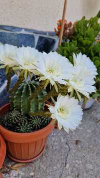 Cactusi diferite soiuri