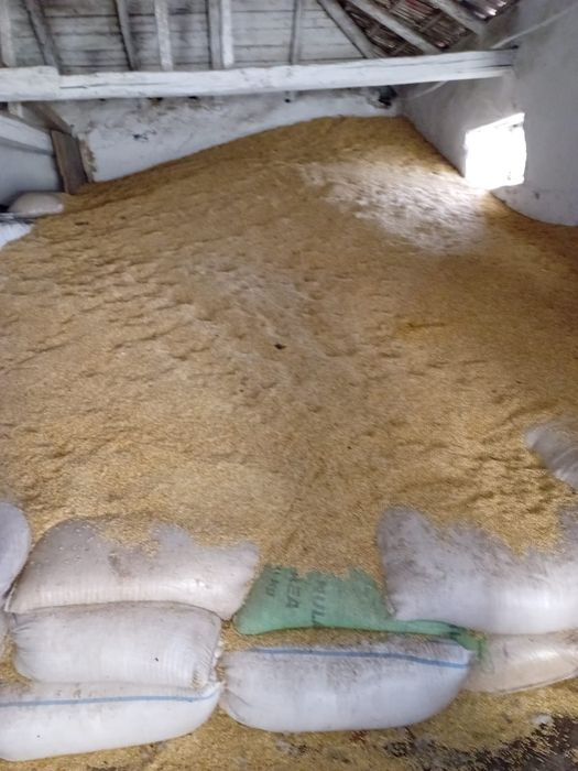 Orz de vânzare.  Producție 2025