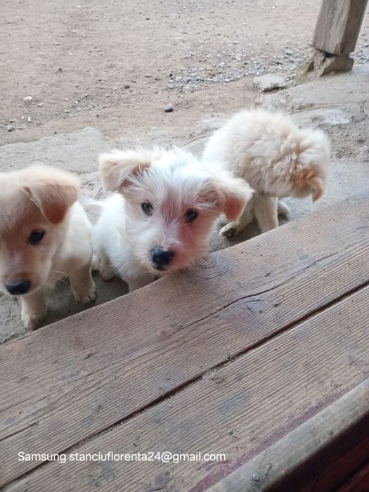 Cățeluși pentru adoptat