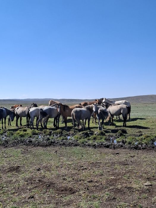 Лощади с табуном