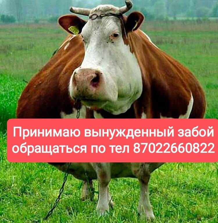 Вынужденый забой КРС