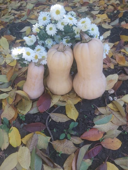 Vind bostoni placentari angro