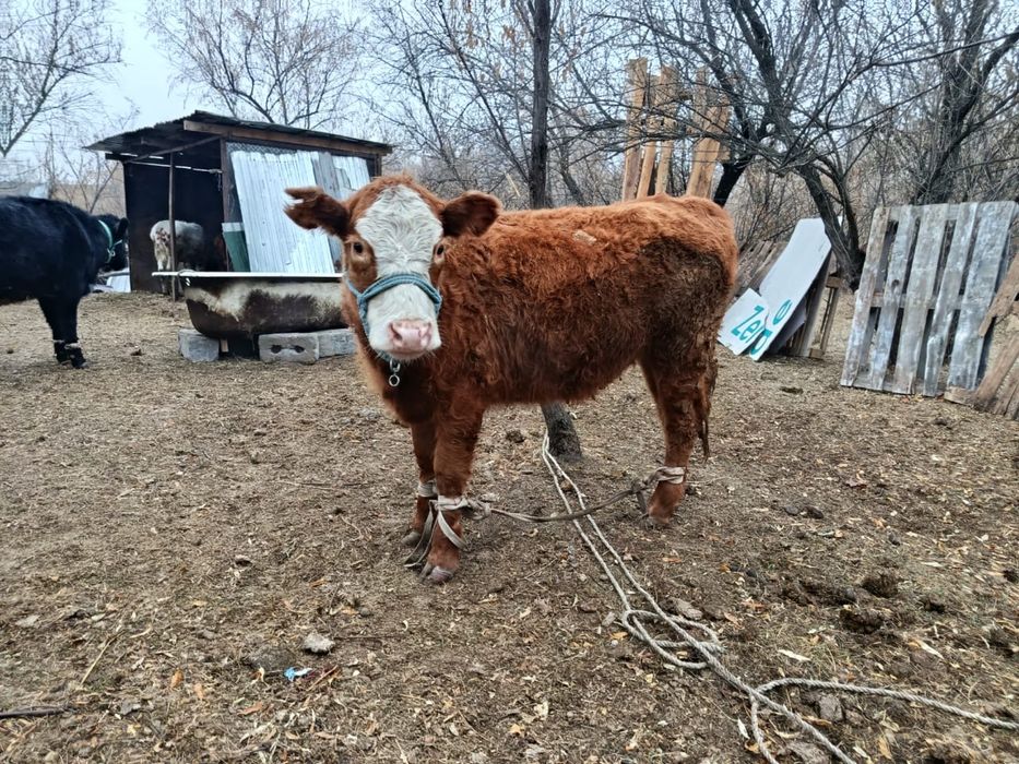 Соғымға Тайынша сатылады