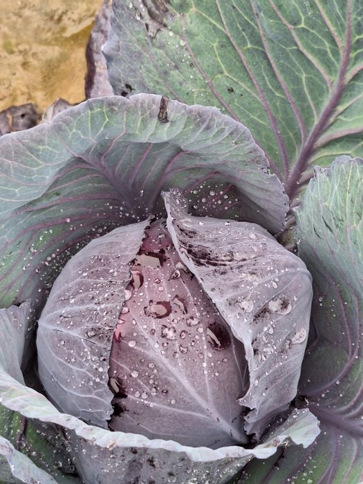 Varza alba,varza rosie