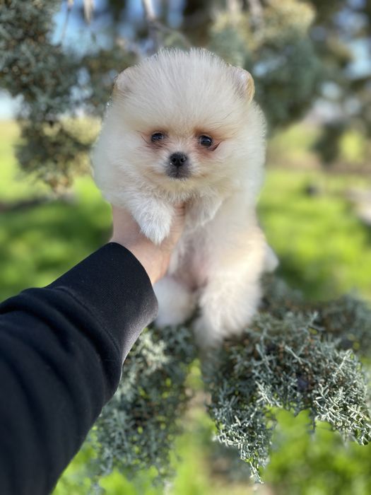 Мини Померан.