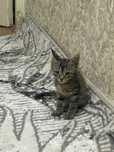 Котёнок в добрые руки!