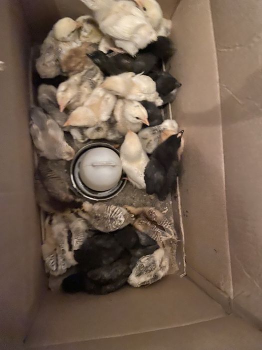 Продам цыплята