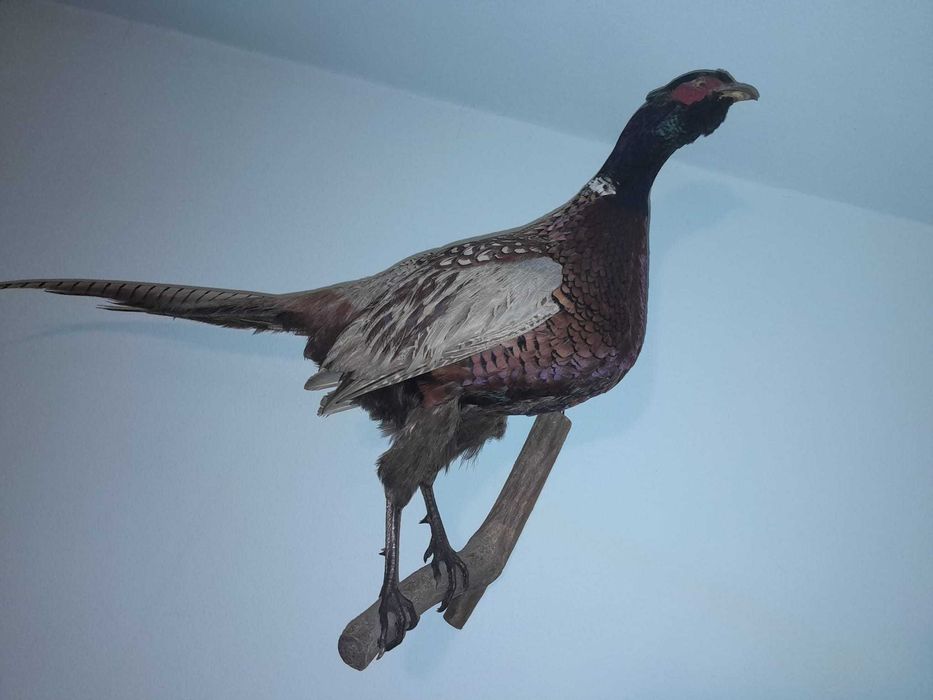 Vand o pereche de fazani impaiati