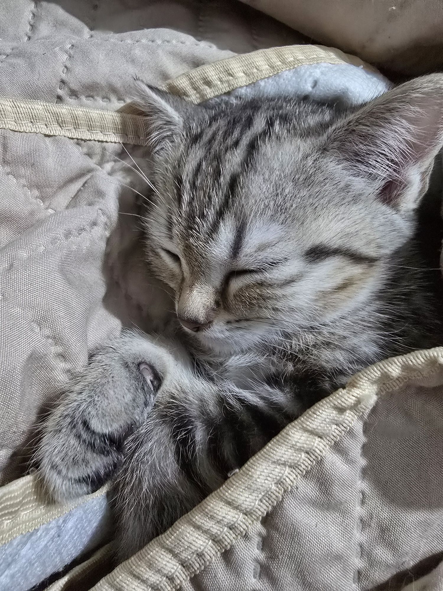 Котенок мраморного окраса , девочка