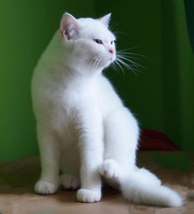 British shorthair cu pedigree