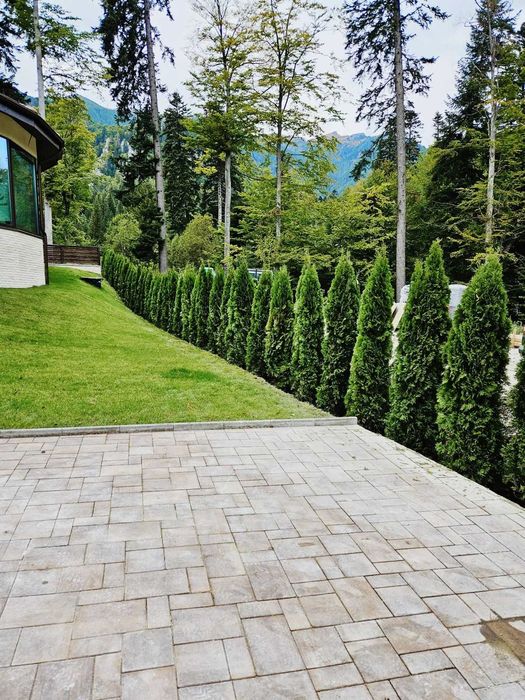 Tuia PonPon calitate extra