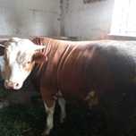 Taur de vanzare 7 000