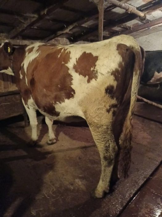 Vând junincă gestantă