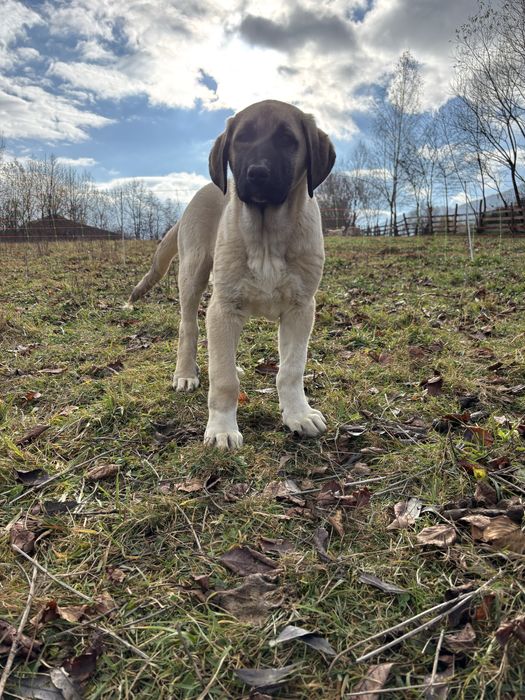 Kangal Malakli Pedigree FCI