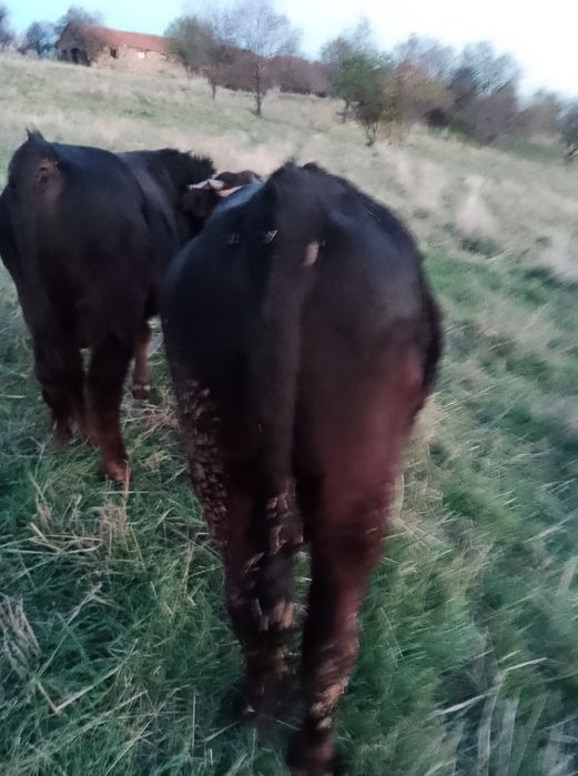 Мъжко теле за коледа 320-350кг