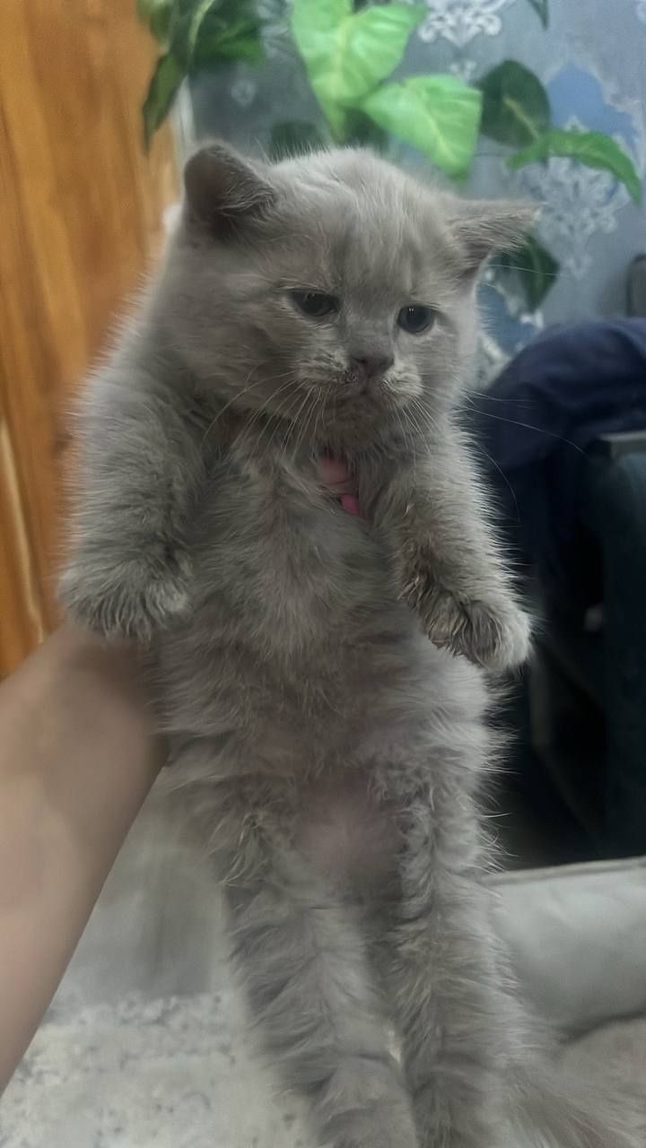 Продаётся, великолепные котята