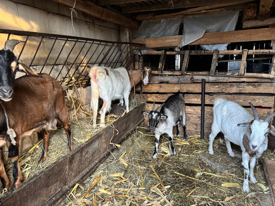 Vând capre și iezi