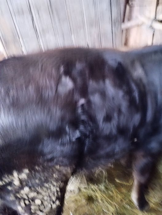 De vânzare tăuraș