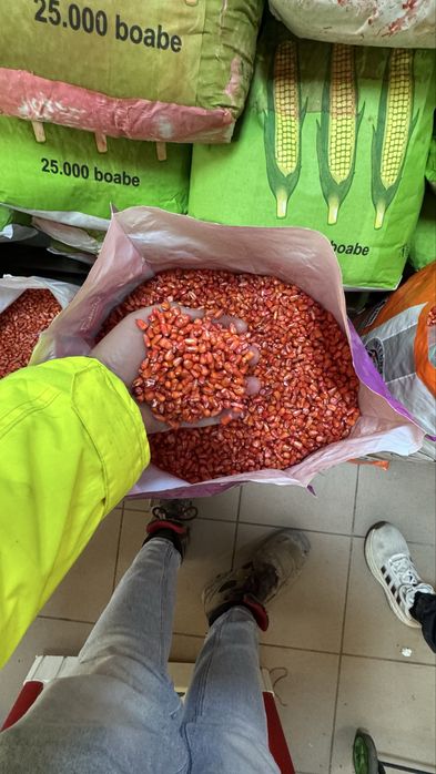 Seminte de Porumb Olt Tratat