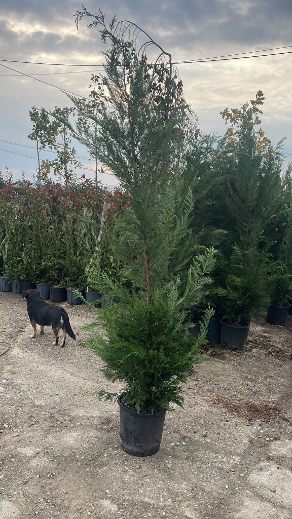 Leylandii verde 3m+