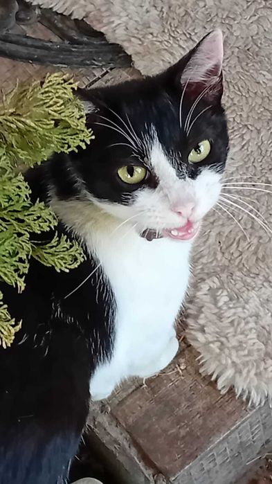 Adoptie pui de pisica motanei Nonisorii