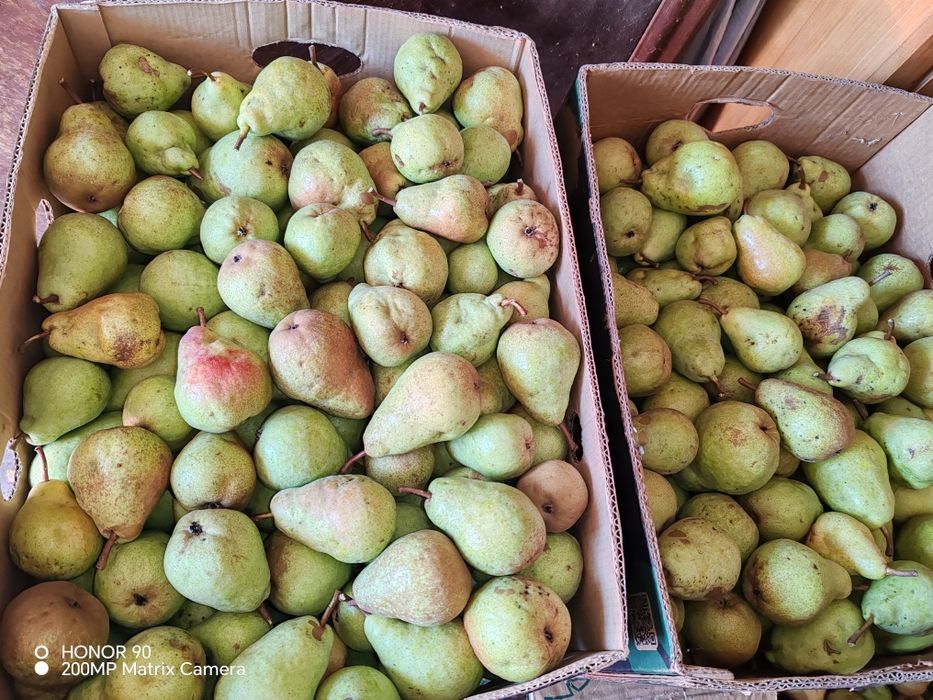 Pere duset alb culese