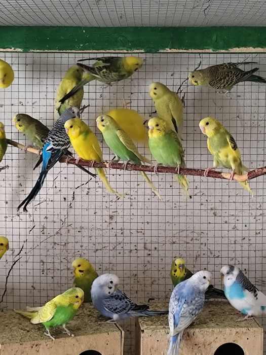 Papagali peruși, rozele , marele Alexander