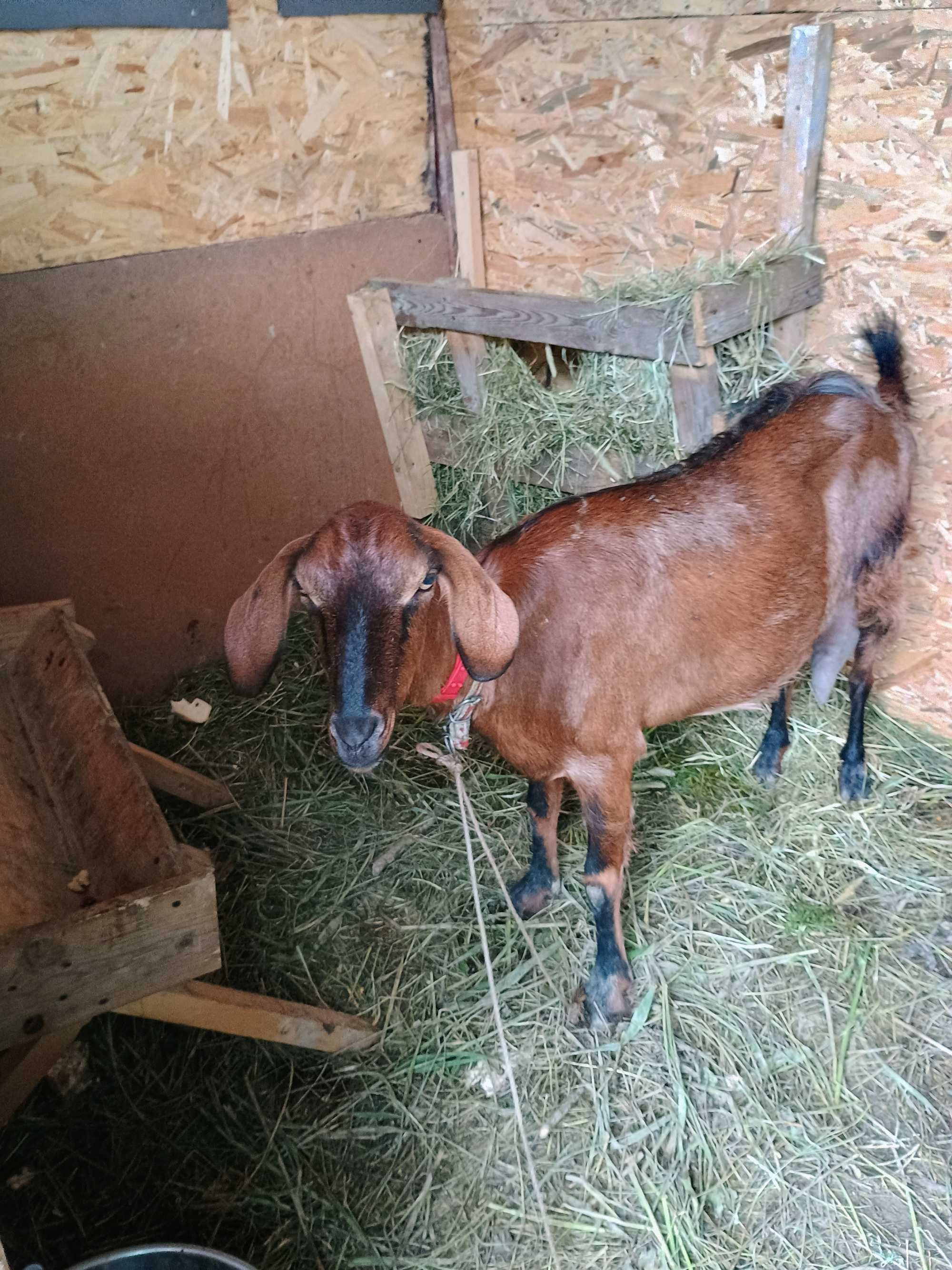 Capră angelo nubiană cu alpină de vanzare