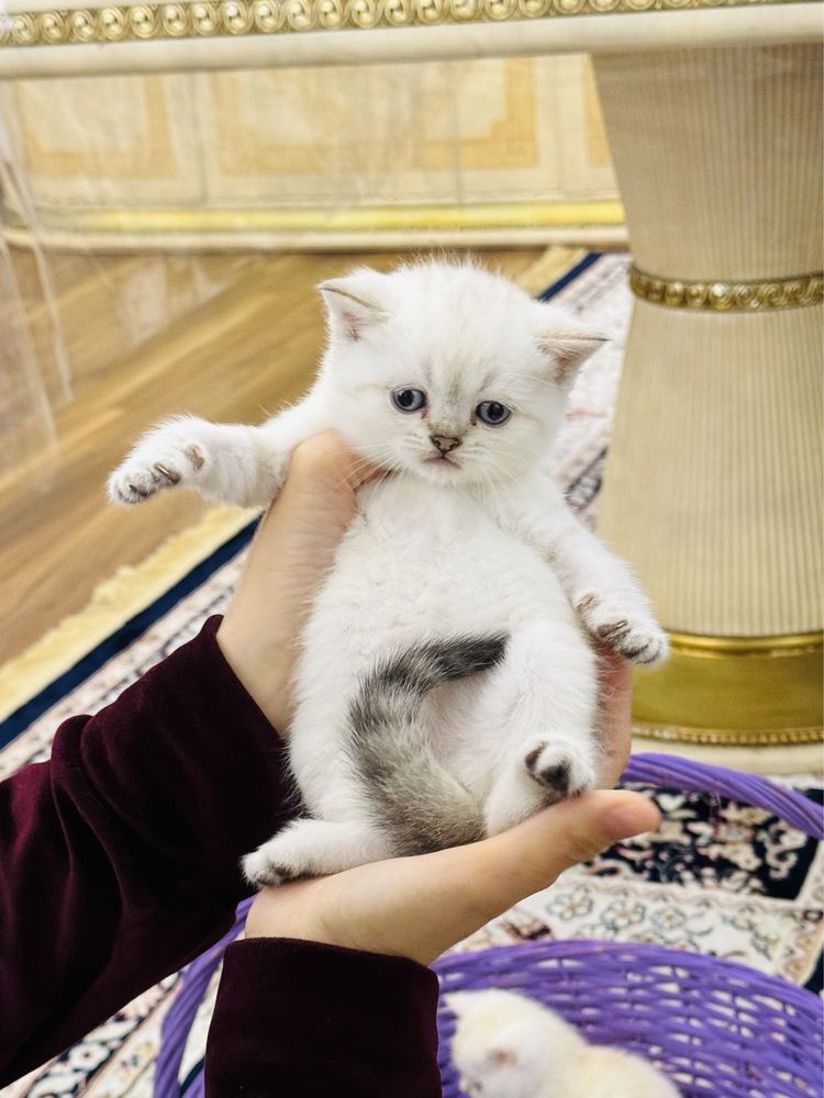Серебристая шиншилла медвежаты чистокровные