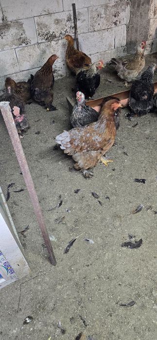 gaini încălțate tip brahma